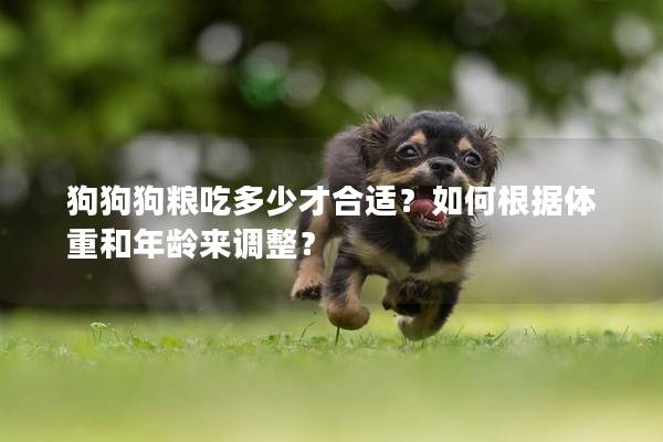 狗狗狗糧吃多少才合適？如何根據體重和年齡來調整？