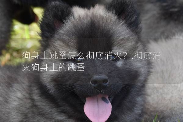 狗身上跳蚤怎么徹底消滅?,徹底消滅狗身上的跳蚤 狗身上跳蚤怎么徹底消滅?,徹底消滅狗身上的跳蚤