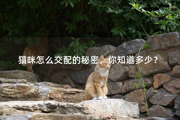 貓咪怎么交配的秘密，你知道多少？