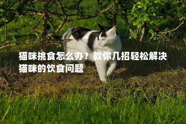 貓咪挑食怎么辦？教你幾招輕松解決貓咪的飲食問(wèn)題