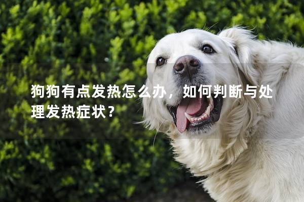 狗狗有點發熱怎么辦，如何判斷與處理發熱癥狀？