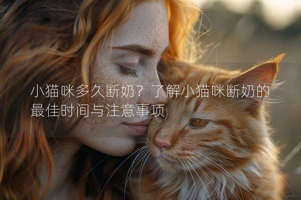 小貓咪多久斷奶？了解小貓咪斷奶的最佳時間與注意事項