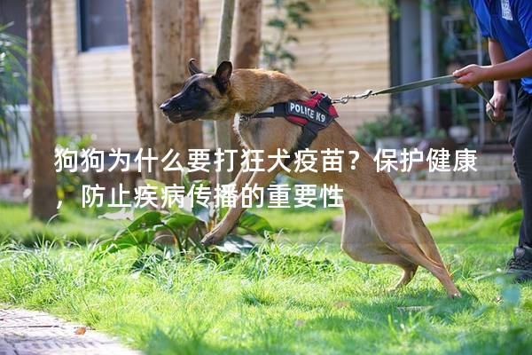 狗狗為什么要打狂犬疫苗？保護健康，防止疾病傳播的重要性