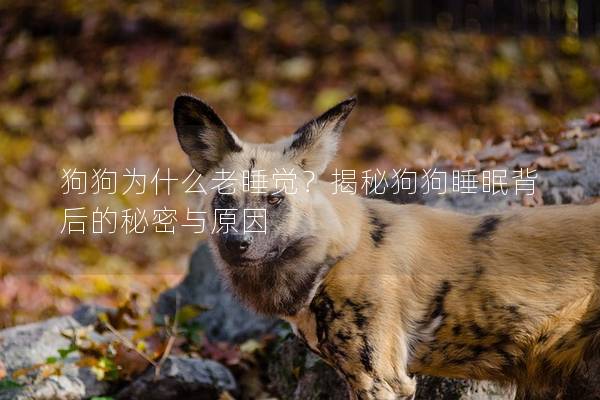 狗狗為什么老睡覺？揭秘狗狗睡眠背后的秘密與原因