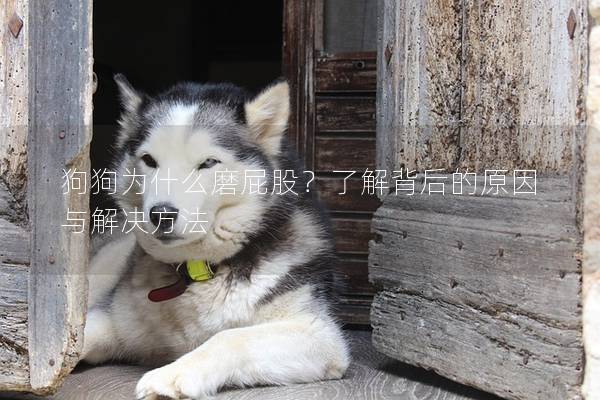 狗狗為什么磨屁股？了解背后的原因與解決方法