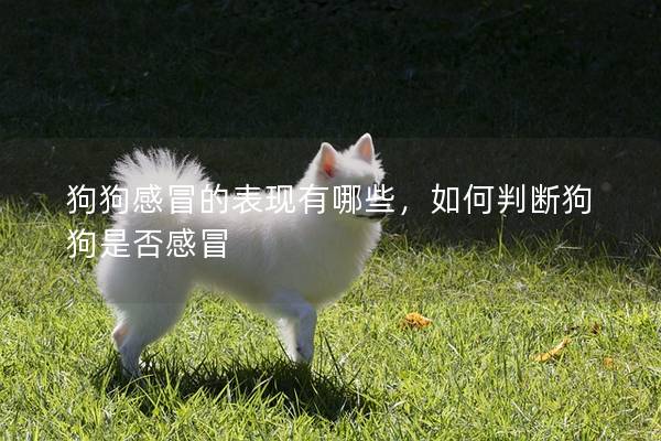 狗狗感冒的表現有哪些，如何判斷狗狗是否感冒