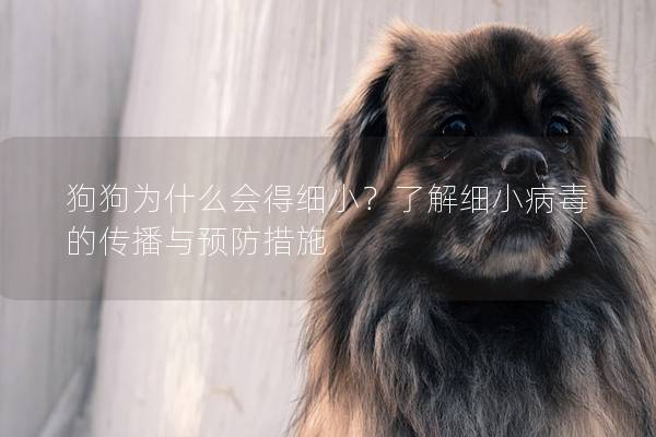 狗狗為什么會得細??？了解細小病毒的傳播與預防措施