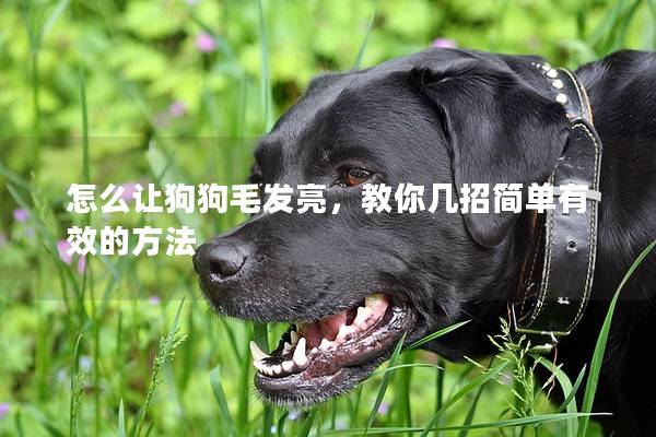 怎么讓狗狗毛發(fā)亮，教你幾招簡單有效的方法