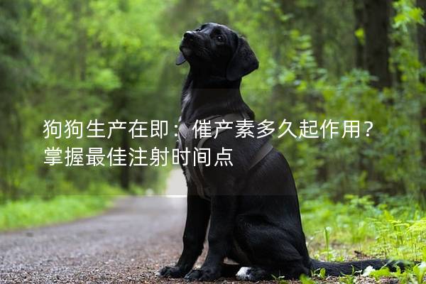 狗狗生產在即:催產素多久起作用?掌握最佳注射時間點