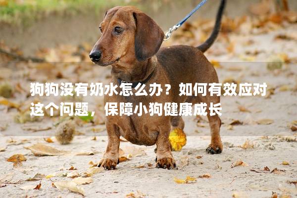 狗狗沒有奶水怎么辦？如何有效應對這個問題，保障小狗健康成長