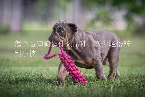 怎么看狗狗是什么品種，教你輕松辨別小技巧