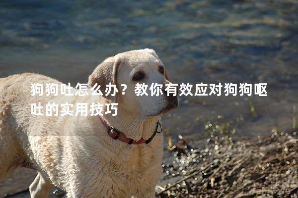 狗狗吐怎么辦？教你有效應對狗狗嘔吐的實用技巧