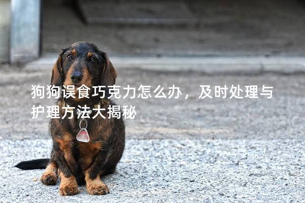 狗狗誤食巧克力怎么辦，及時處理與護理方法大揭秘