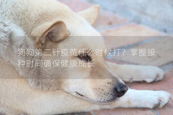 狗狗第二針疫苗什么時(shí)候打？掌握接種時(shí)間確保健康成長(zhǎng)