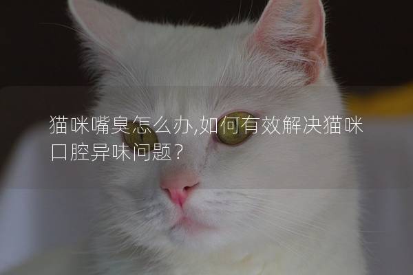 貓咪嘴臭怎么辦,如何有效解決貓咪口腔異味問題？