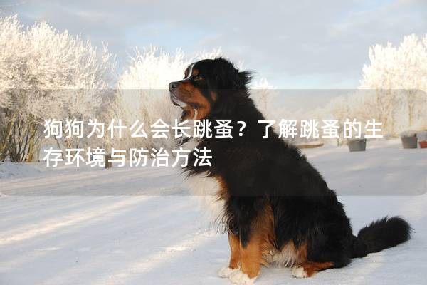 狗狗為什么會(huì)長(zhǎng)跳蚤？了解跳蚤的生存環(huán)境與防治方法
