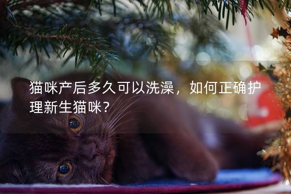 貓咪產后多久可以洗澡，如何正確護理新生貓咪？