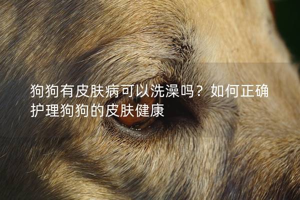 狗狗有皮膚病可以洗澡嗎?如何正確護理狗狗的皮膚健康 狗狗有皮膚病可以洗澡嗎?如何正確護理狗狗的皮膚健康