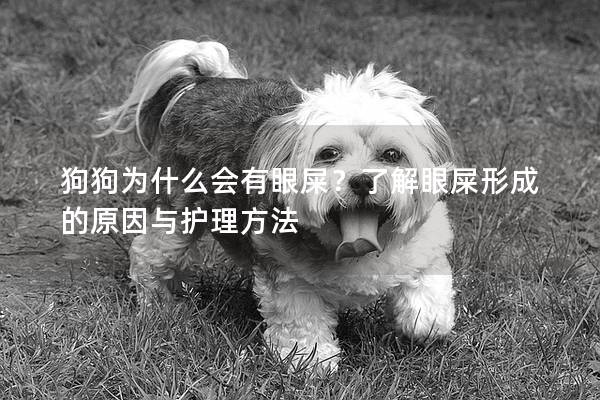 狗狗為什么會有眼屎？了解眼屎形成的原因與護理方法