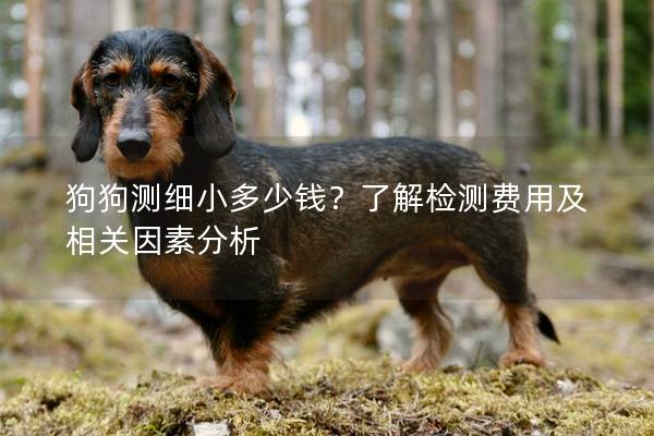 狗狗測細(xì)小多少錢？了解檢測費(fèi)用及相關(guān)因素分析