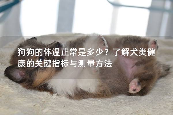狗狗的體溫正常是多少？了解犬類健康的關鍵指標與測量方法