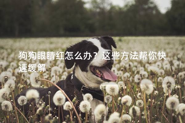 狗狗眼睛紅怎么辦？這些方法幫你快速緩解