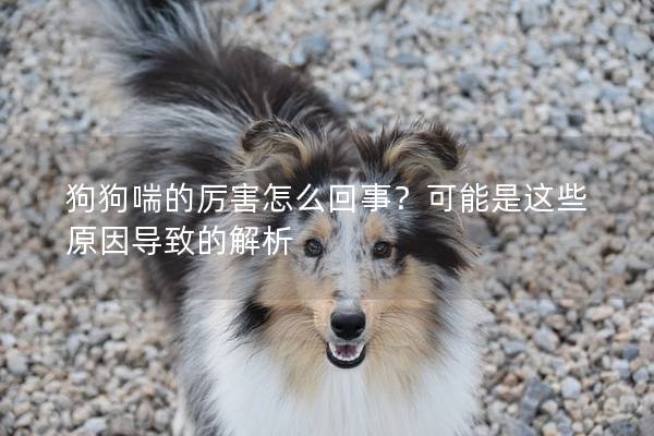 狗狗喘的厲害怎么回事？可能是這些原因?qū)е碌慕馕?></em><p>狗狗喘的厲害怎么回事？可能是這些原因?qū)е碌慕馕?/p><span>2025-03-10</span></a></li> 
                                            </ul>
                                        </div>

                                        <div   id=