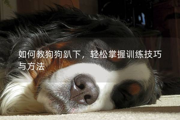 如何教狗狗趴下，輕松掌握訓(xùn)練技巧與方法