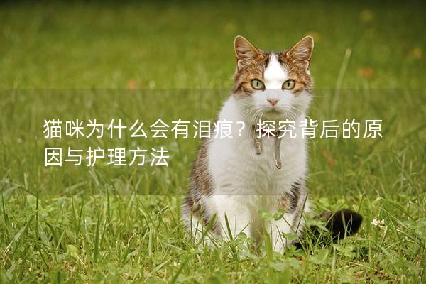 貓咪為什么會有淚痕？探究背后的原因與護理方法