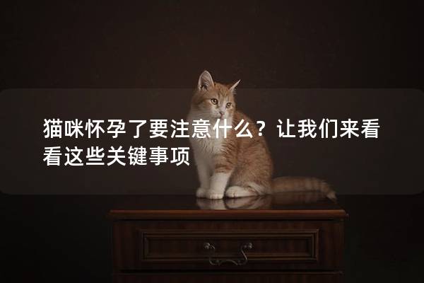 貓咪懷孕了要注意什么？讓我們來看看這些關鍵事項