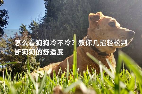 怎么看狗狗冷不冷？教你幾招輕松判斷狗狗的舒適度