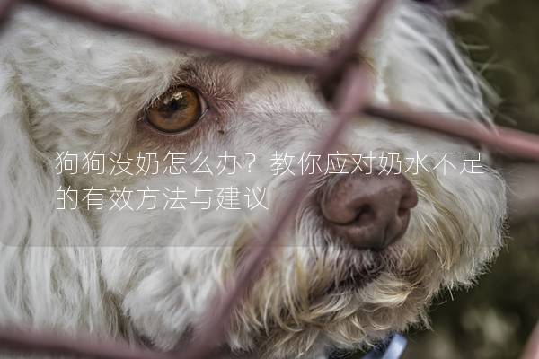 狗狗沒奶怎么辦?教你應(yīng)對(duì)奶水不足的有效方法與建議