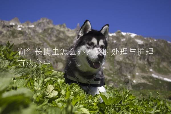 狗狗長螨蟲怎么辦?及時處理與護理方法分享 狗狗長螨蟲怎么辦?及時處理與護理方法分享