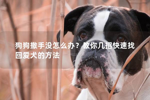 狗狗撒手沒怎么辦？教你幾招快速找回愛犬的方法