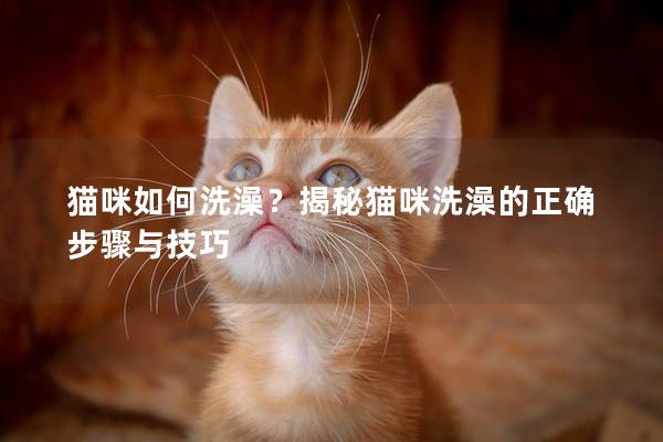 貓咪如何洗澡？揭秘貓咪洗澡的正確步驟與技巧