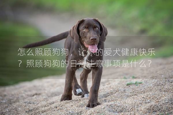 怎么照顧狗狗，讓你的愛犬健康快樂？照顧狗狗的日常注意事項是什么？