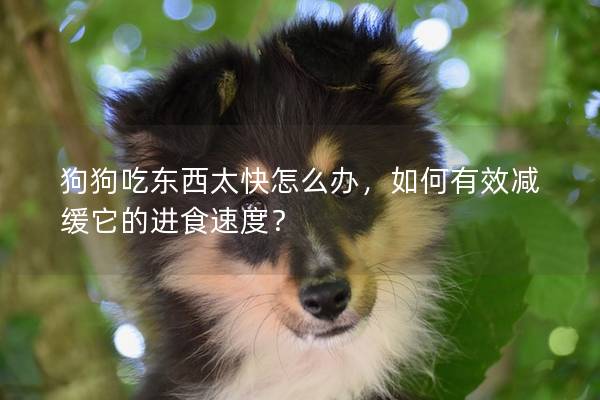 狗狗吃東西太快怎么辦，如何有效減緩它的進食速度？