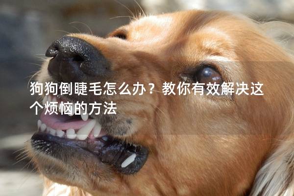 狗狗倒睫毛怎么辦？教你有效解決這個煩惱的方法