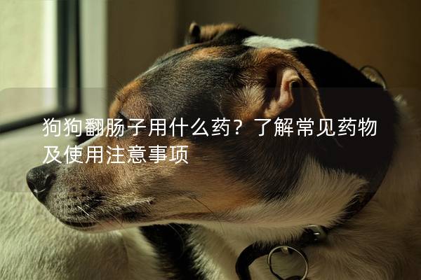 狗狗翻腸子用什么藥？了解常見藥物及使用注意事項