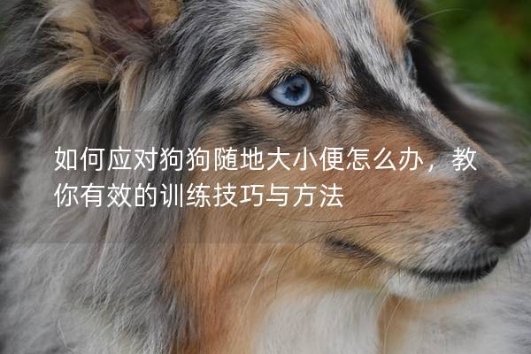 如何應對狗狗隨地大小便怎么辦，教你有效的訓練技巧與方法