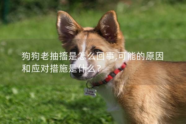 狗狗老抽搐是怎么回事,可能的原因和應對措施是什么？