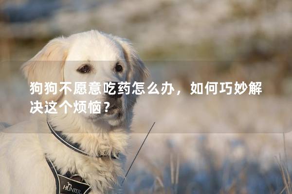 狗狗不愿意吃藥怎么辦，如何巧妙解決這個煩惱？