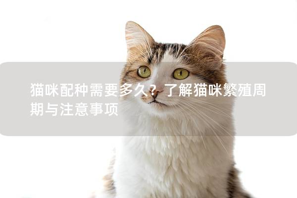 貓咪配種需要多久？了解貓咪繁殖周期與注意事項