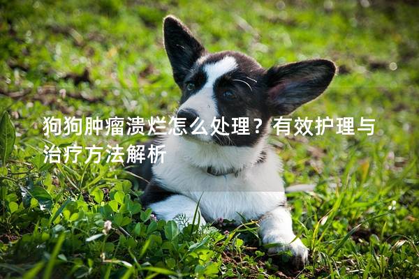 狗狗腫瘤潰爛怎么處理？有效護理與治療方法解析