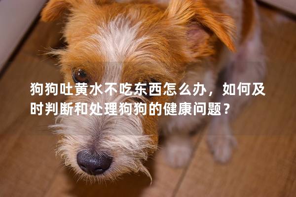 狗狗吐黃水不吃東西怎么辦，如何及時判斷和處理狗狗的健康問題？