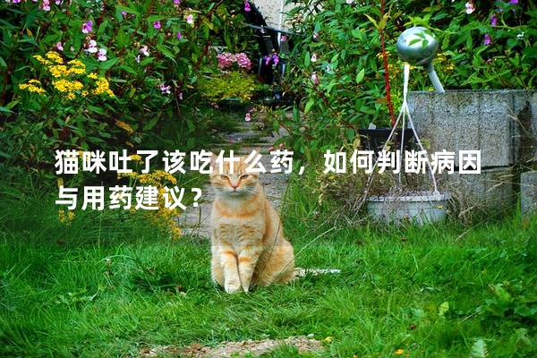 貓咪吐了該吃什么藥，如何判斷病因與用藥建議？