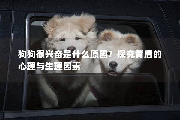 狗狗很興奮是什么原因？探究背后的心理與生理因素