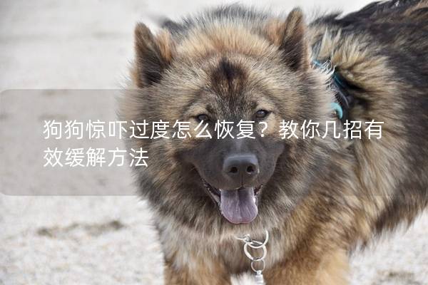 狗狗驚嚇過度怎么恢復？教你幾招有效緩解方法