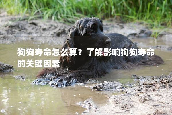 狗狗壽命怎么算？了解影響狗狗壽命的關(guān)鍵因素