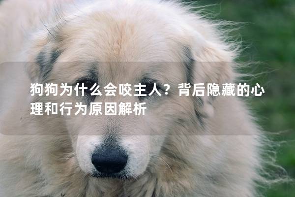 狗狗為什么會咬主人？背后隱藏的心理和行為原因解析